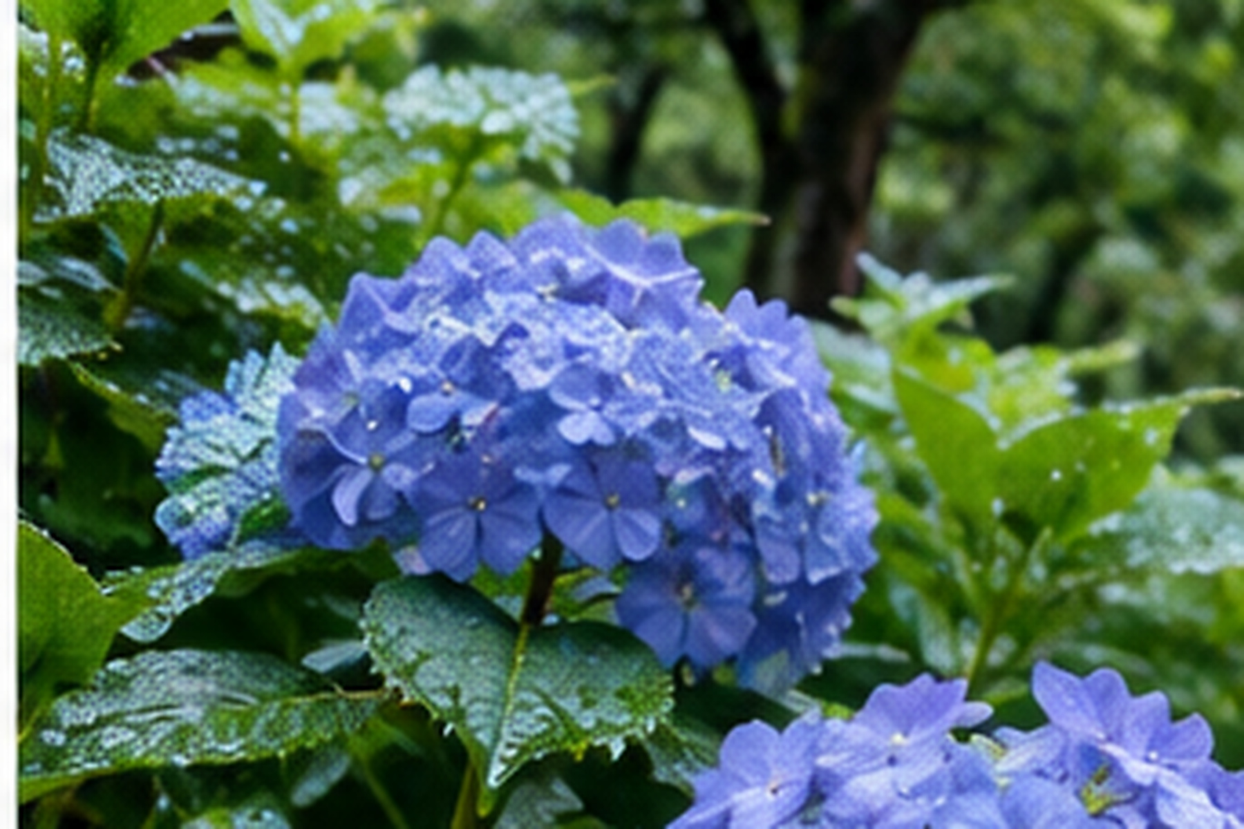 Blue hydrangeas covered with rain in a lush Japanese garden
