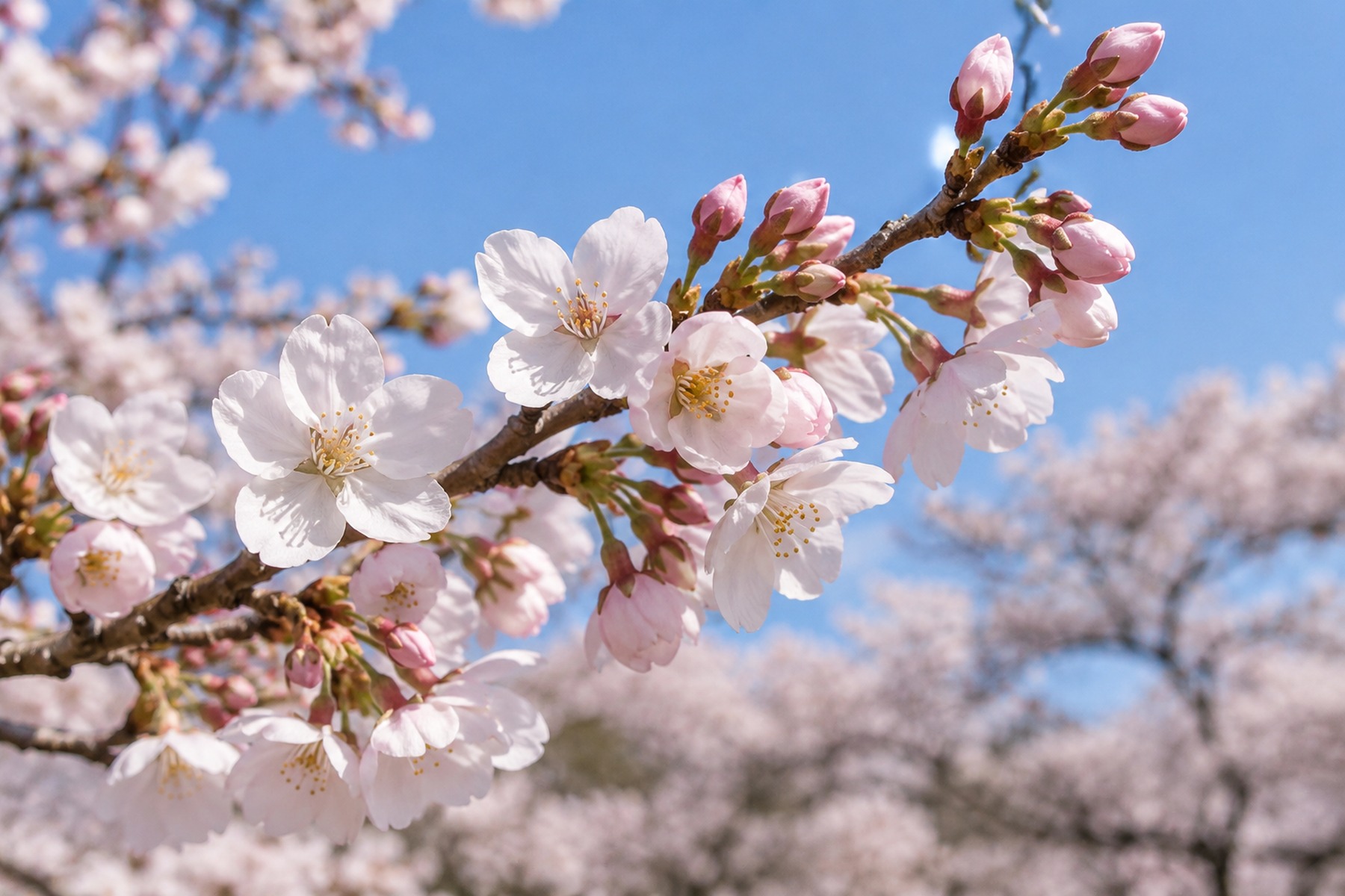 Cherry blossom buds and open flowers on the same branch