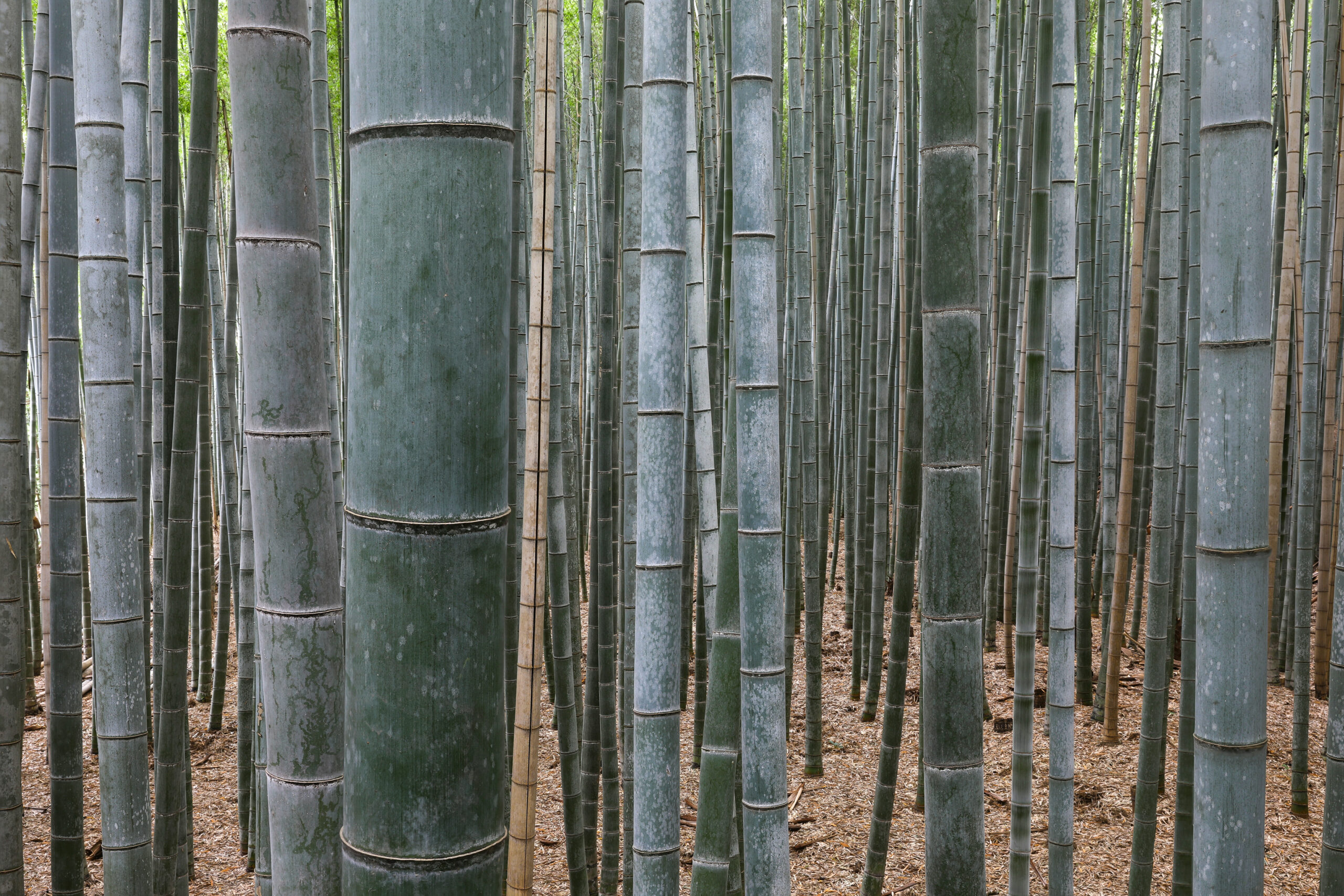 Tall bamboo grove in Arashiyama, Kyoto