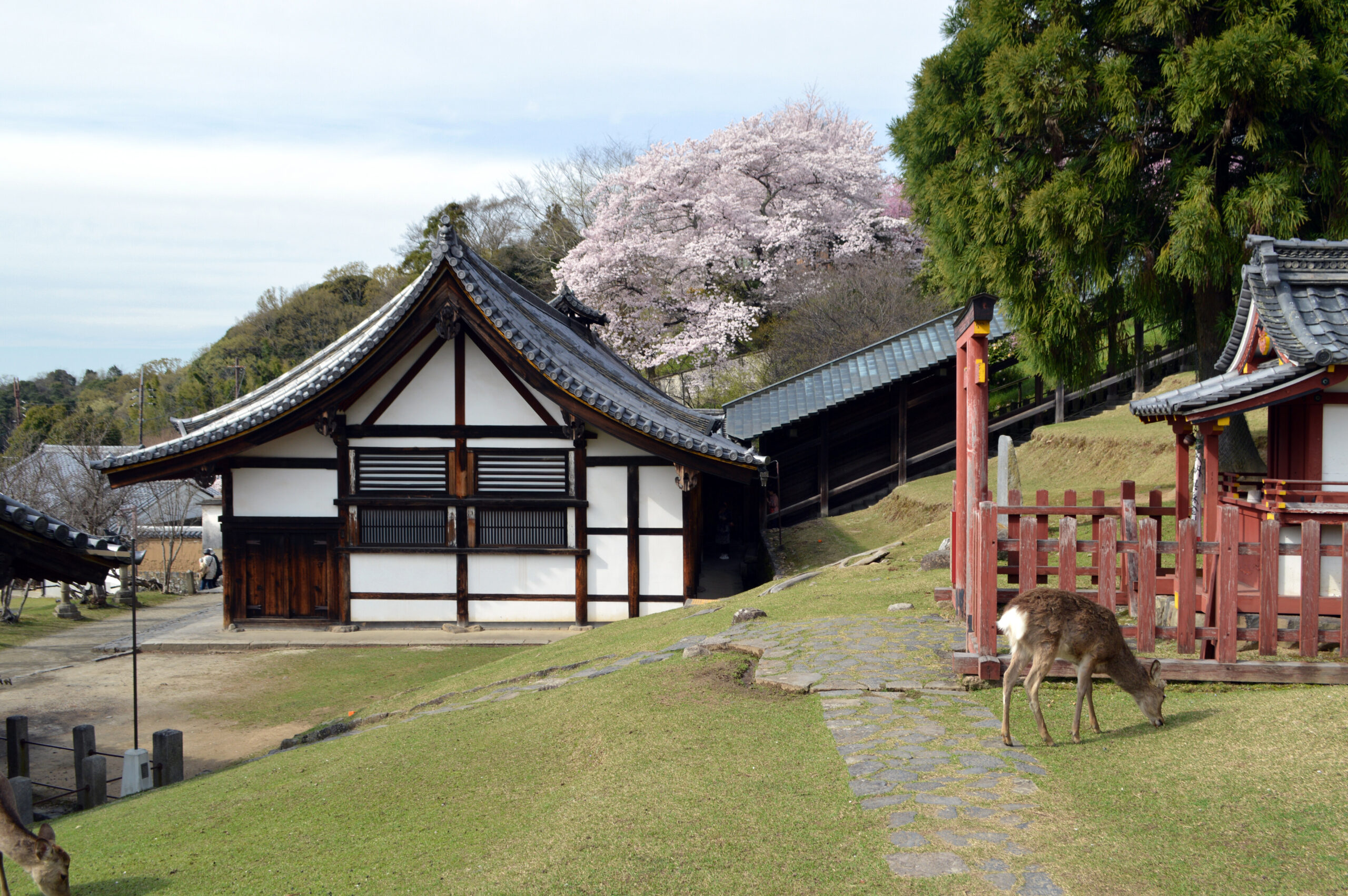 Deer near historic buildings below Todai-ji in Nara